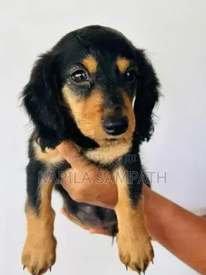 Dachshund Puppies