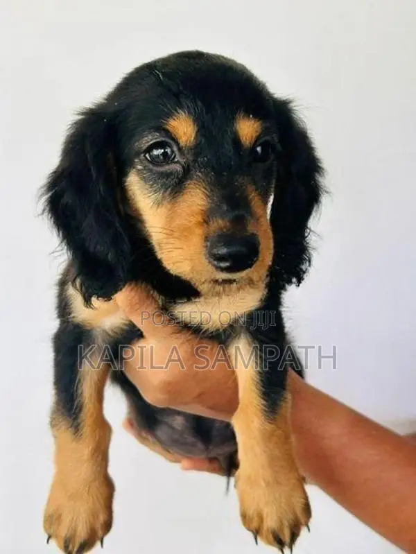 Dachshund Puppies