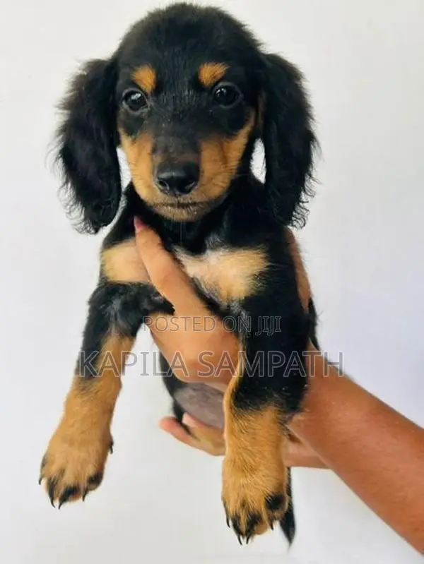 Dachshund Puppies