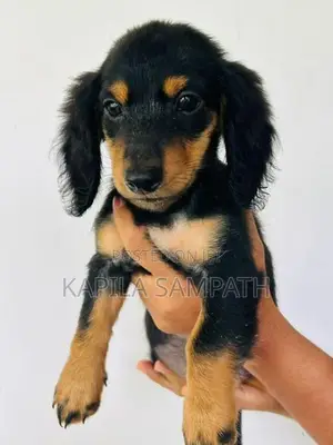 Dachshund Puppies