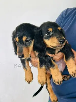 Dachshund Puppies