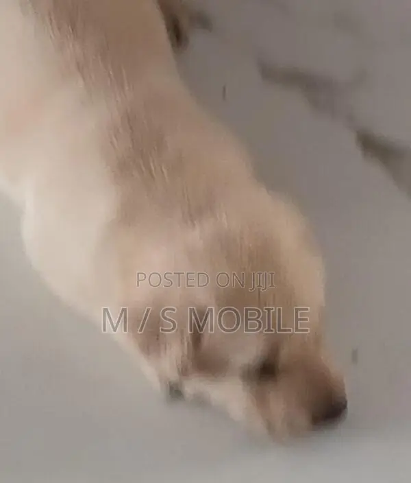 Labrador Retriever Puppy