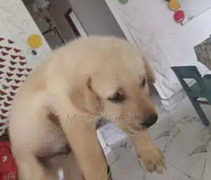 Labrador Retriever Puppy
