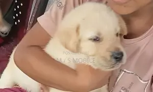 Labrador Retriever Puppy