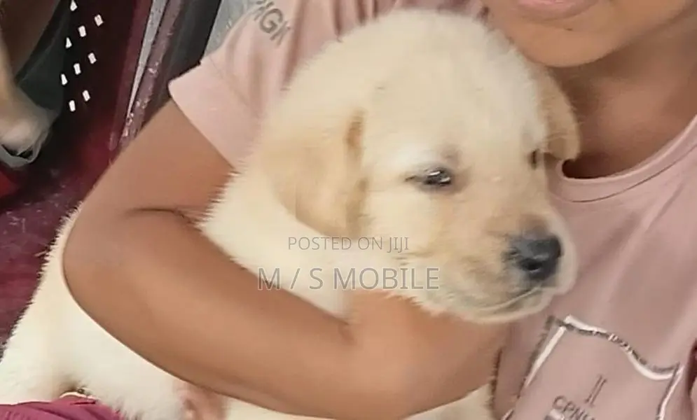 Labrador Retriever Puppy