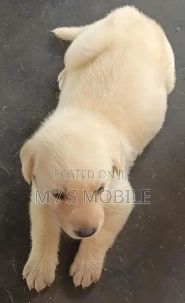 Labrador Retriever Puppy