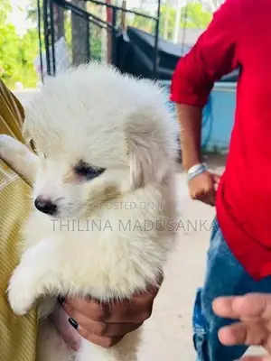 Pomanerian Puppy