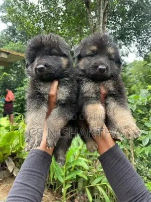 German Shepherd Puppys