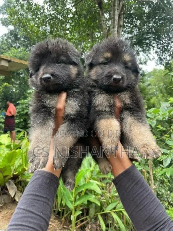 German Shepherd Puppys