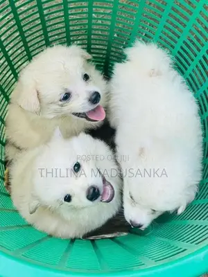 Pomanerian Puppy