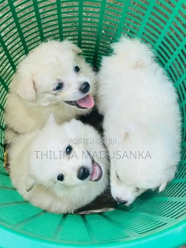 Pomanerian Puppy