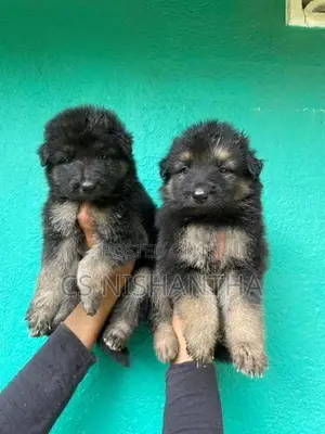 German Shepherd Puppys