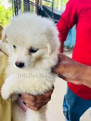 Pomanerian Puppy