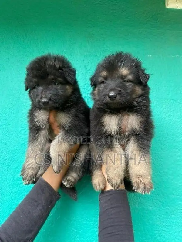 German Shepherd Puppys