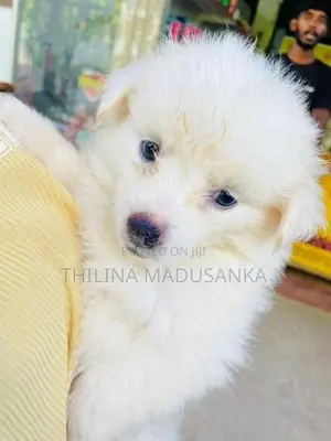 Pomanerian Puppy