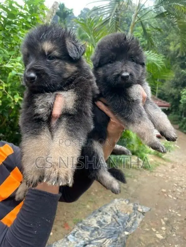 German Shepherd Puppys