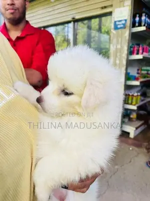 Pomanerian Puppy