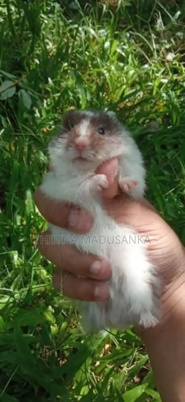 Hamster