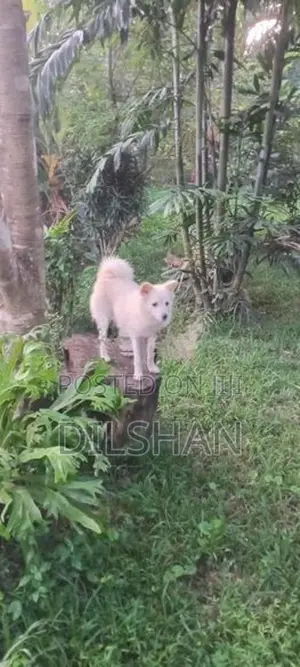 Pomeranian Puppy