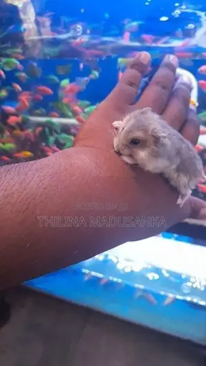 Hamster