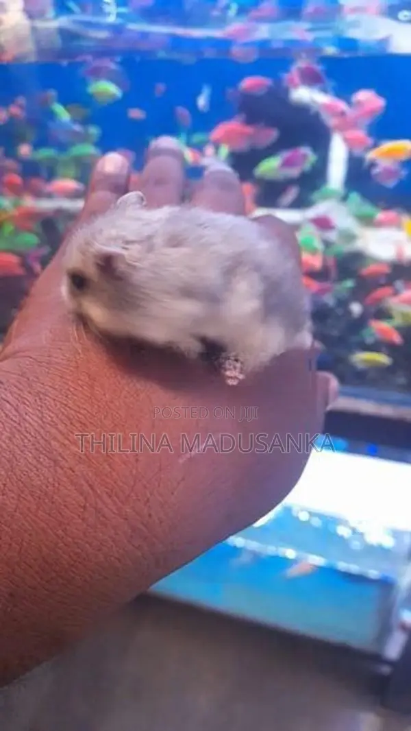 Hamster