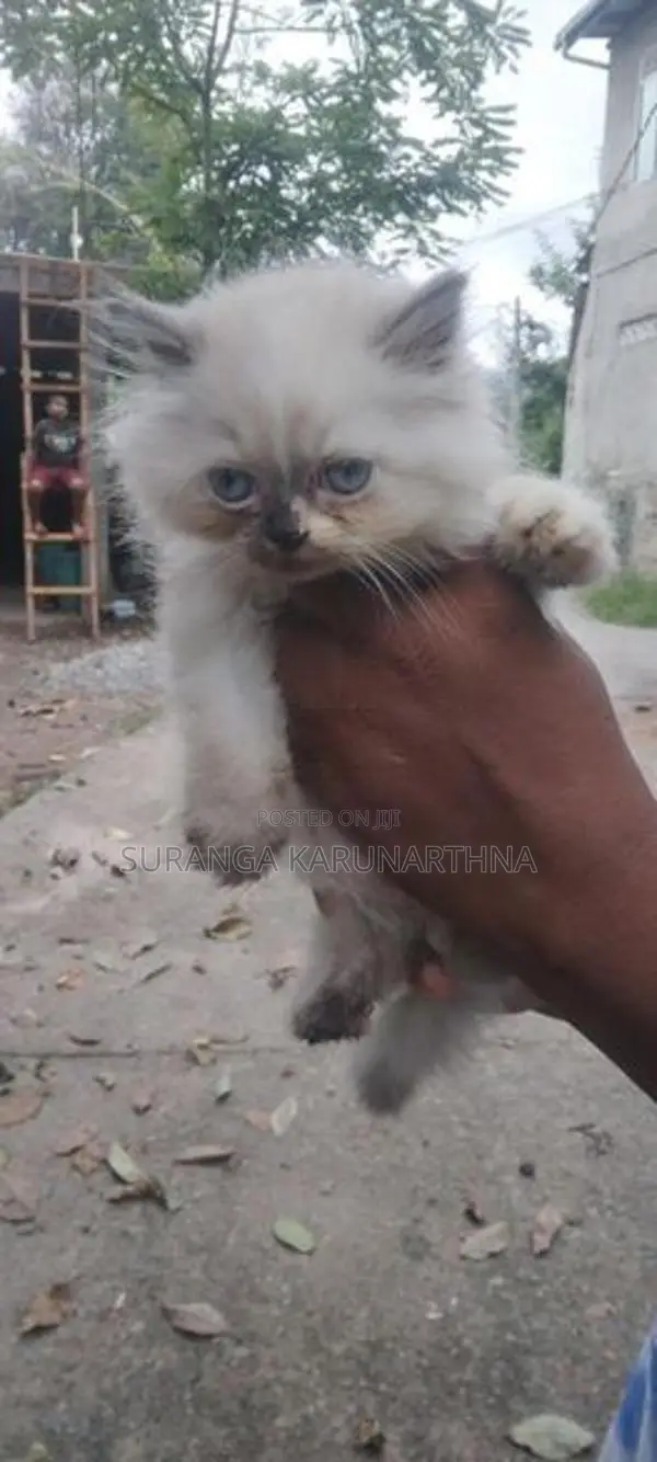 Himalayan Cat