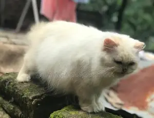 Himalayan Cat