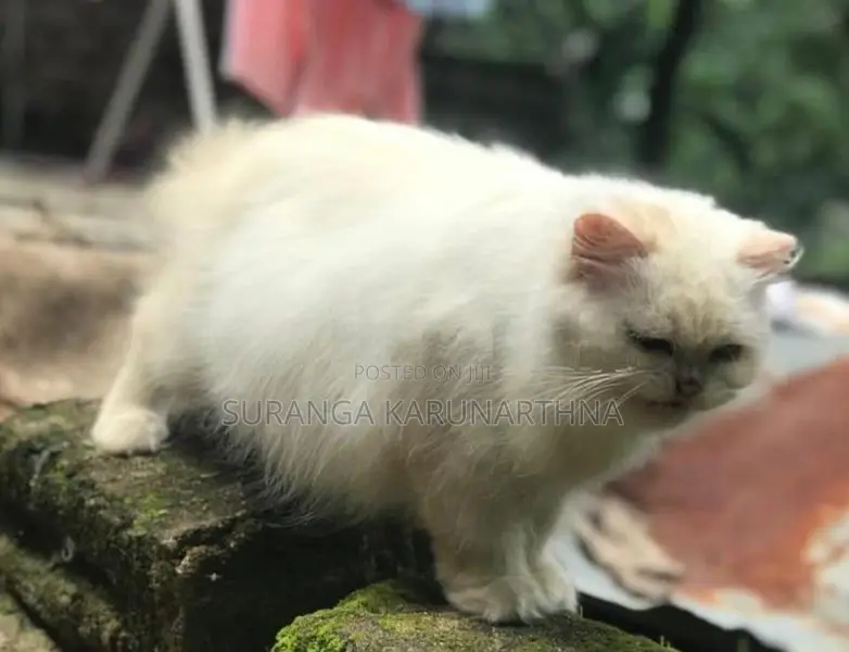 Himalayan Cat