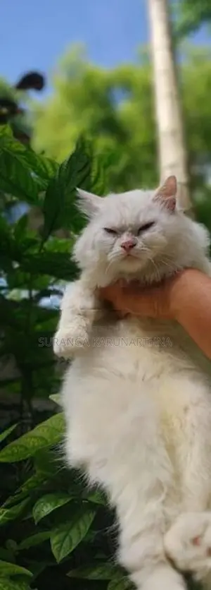 Himalayan Cat
