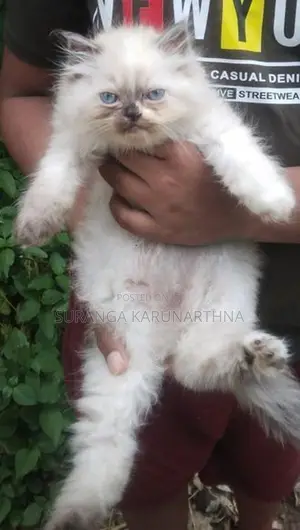Himalayan Cat