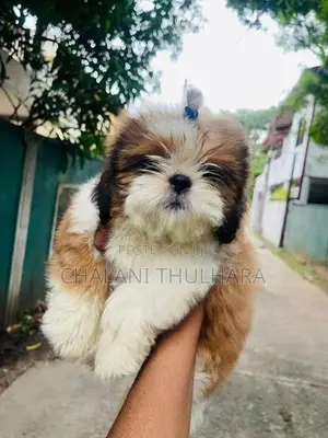 Shih Tzu Puppies