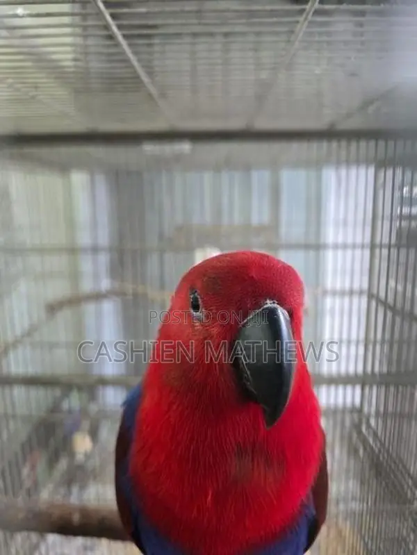 Eclectus Breeding Pair