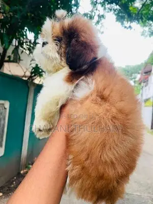 Shih Tzu Puppies