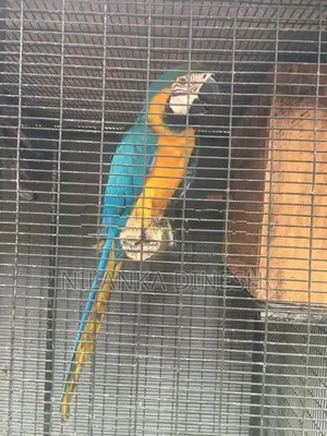 Macaw Bird