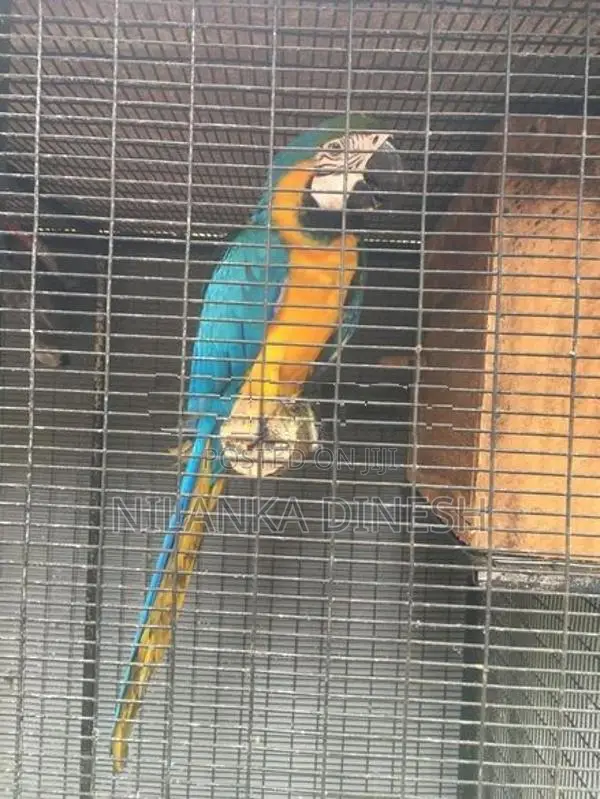 Macaw Bird