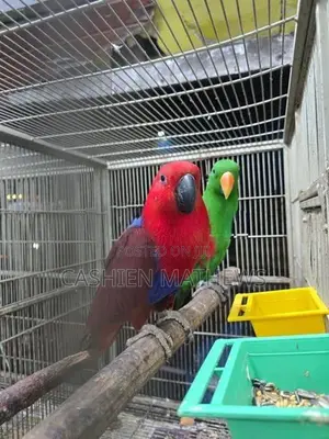 Eclectus Breeding Pair
