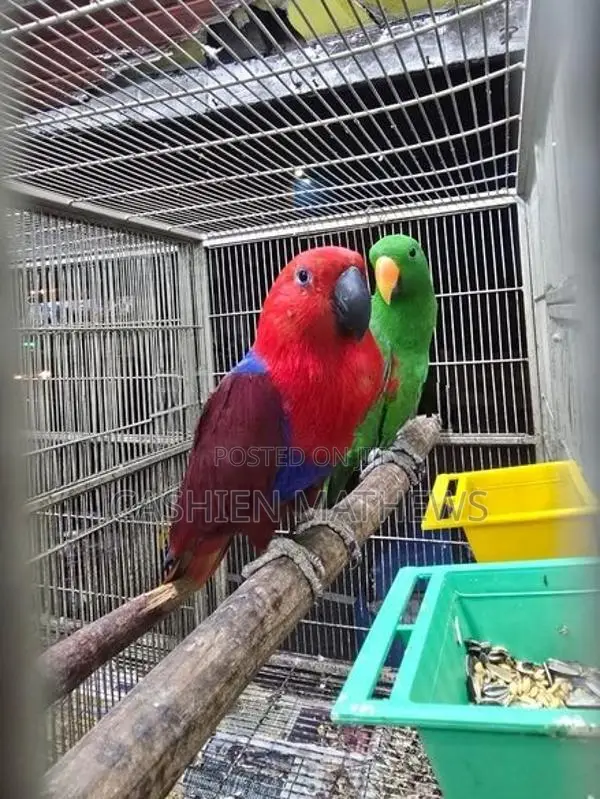 Eclectus Breeding Pair