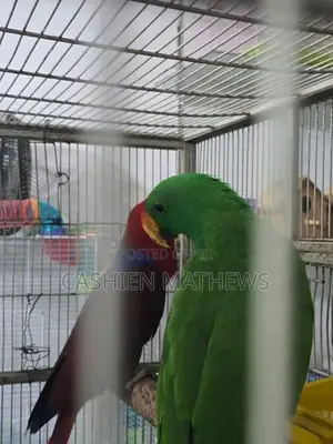Eclectus Breeding Pair
