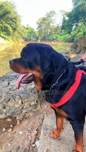 Rottweiler Male for Crossing