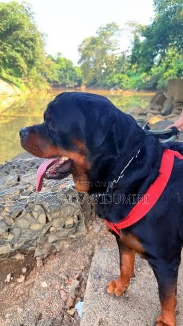 Rottweiler Male for Crossing
