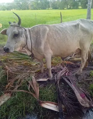 Milk Cow