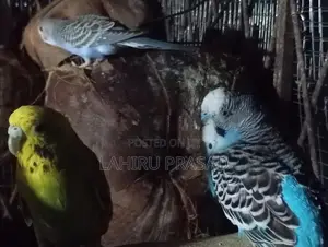 Love Birds