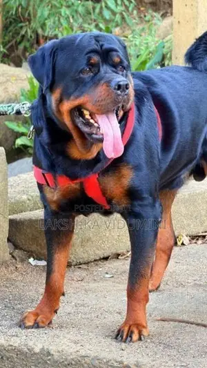 Rottweiler Male for Crossing