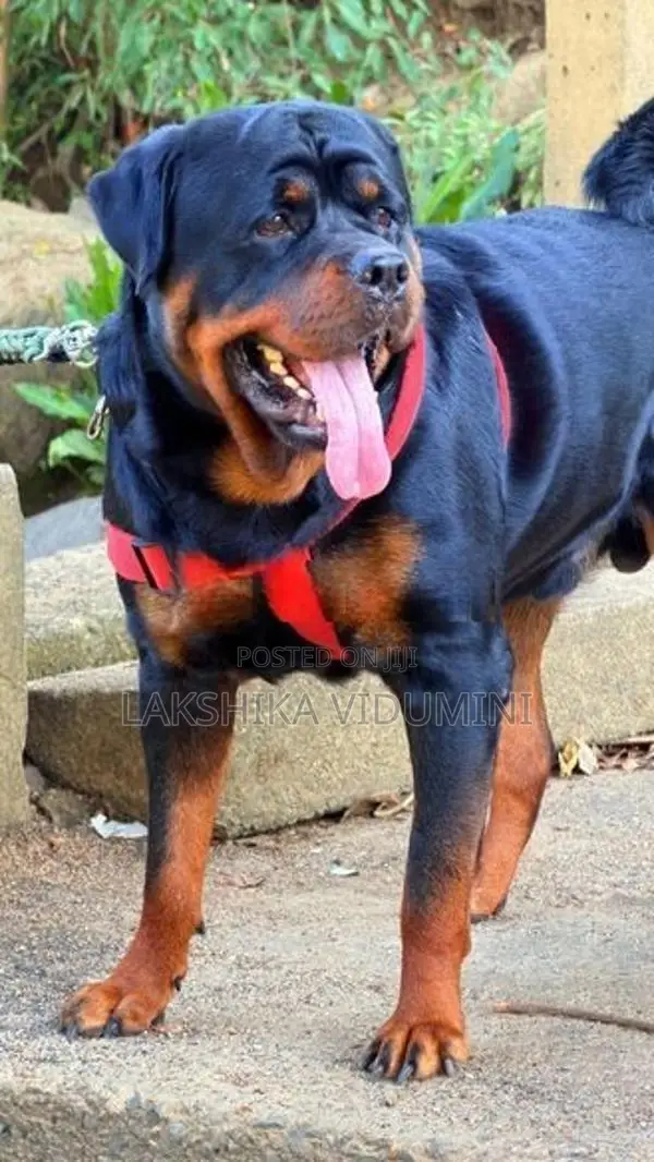 Rottweiler Male for Crossing
