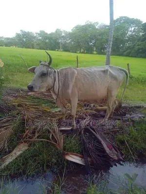 Milk Cow
