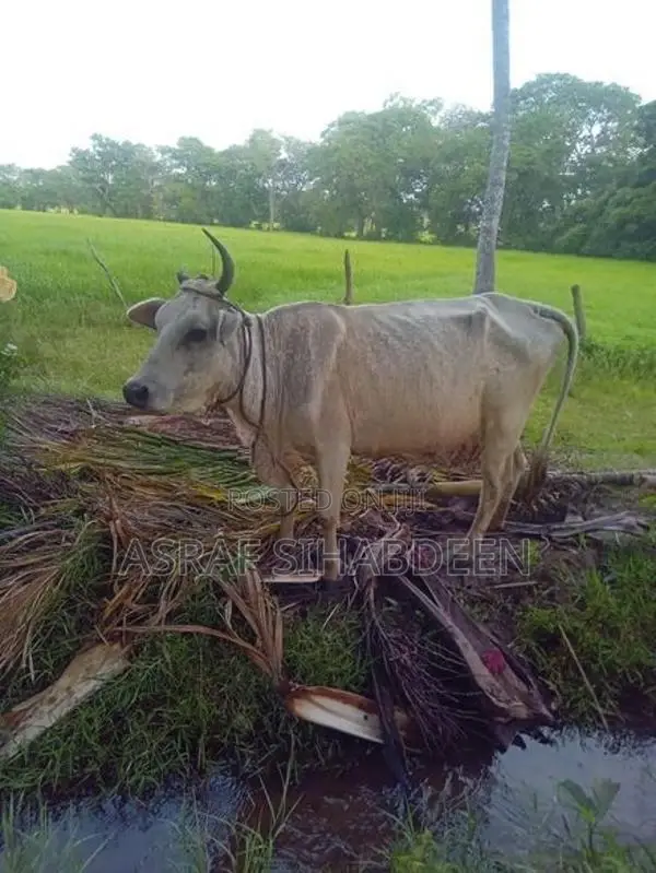 Milk Cow
