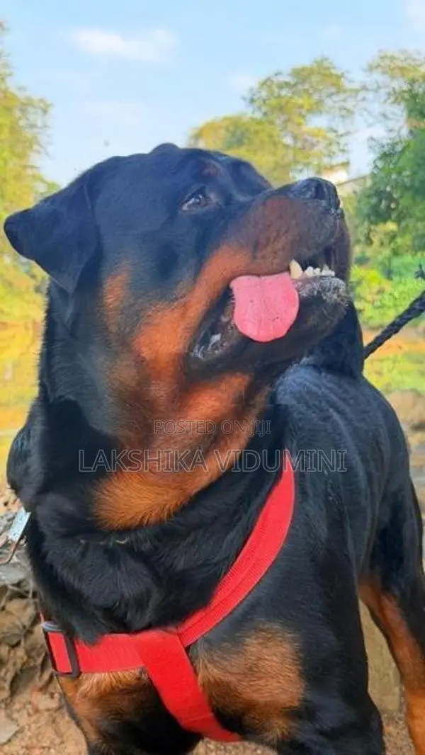 Rottweiler Male for Crossing