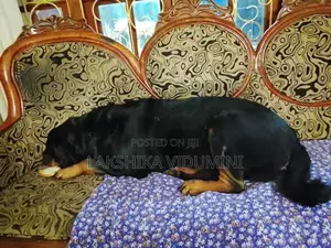 Rottweiler Male for Crossing