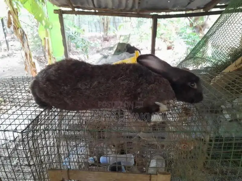 Rabbit