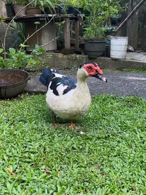 Ducks